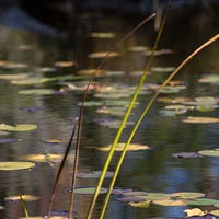 The moose pond accessed by canoe or kayak.